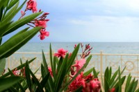 Алушта 2019 -  - Вилла «Александрия»