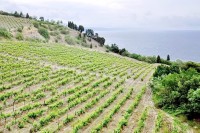 Алушта 2019 -  - Вилла «Александрия»