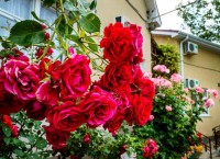 Анапа 2019 -  - Пансионат «Агата»