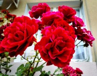 Анапа 2019 -  - Пансионат «Агата»