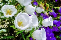 Анапа 2019 -  - Пансионат «Агата»