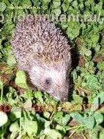  - Севастополь - Гостевые дома 2019 - базы отдыха крыма севастополь