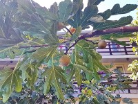 Геленджик 2019 -  - Гостевой дом «Семейный дворик»