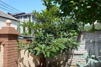  - Адлер - Гостевые дома 2019 - гостиницы и гостевые дома в частном секторе