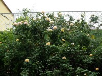 Учкуевка 2020 - севастополь отдых 2018 цены все включено - Гостевой дом «Ирина Янтарная»