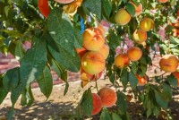  - Ялта - Пансионаты 2019 - Черное море - отдых - частный сектор - цены