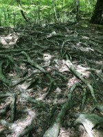 Лазаревское 2020 - дома отдыха на берегу моря - Гостевой дом «Подкова»