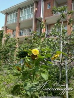 Геленджик 2020 - лучшие гостевые дома с бассейном - цены - Гостевой дом «Отдых у Александра»