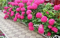 Сочи 2024 цена на отдых без посредников - Лучшие отели 2019