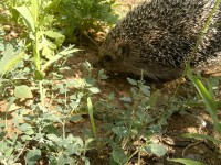 Севастополь 2024 гостиница посуточно - цены - Лучшие отели 2019