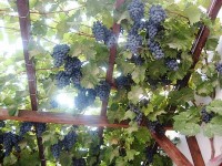 Кабардинка 2019 - частный сектор - цены на жильё - Гостевой дом «Паллада»