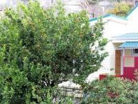 Лоо 2019 - гостевые дома - отдых у моря - Гостевой дом «Лето»