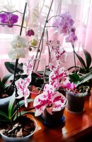 Адлер 2020 - гостиница возле моря - Гостевой дом «У дяди Паши»