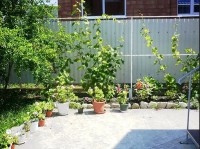 Шепси 2020 - жилье посуточно у моря - Усадьба «Александр»