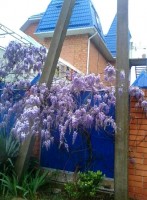 Шепси 2020 - снять дешевое жилье - Усадьба «Александр»