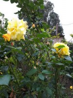 Адлер 2020 - звездочные отели с питанием - Отель «Милана»