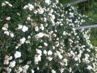 Шепси 2020 - забронировать дешевое жилье возле моря - Усадьба «Александр»