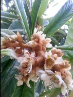 Шепси 2020 - жилье для отдыха у моря - Усадьба «Александр»