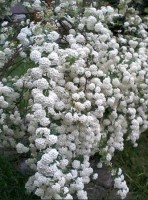 Шепси 2020 - снять жилье возле моря - Усадьба «Александр»