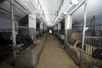 Домодедово недорогие гостиницы и пансионаты - Гостиница «Иерусалимская»