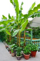  - Адлер - Гостевые дома 2019 - база отдыха недорого - море