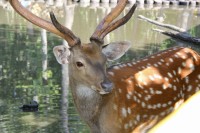 Колышлей дешевые путевки в санаторий - Санаторий «Хопровские Зори»