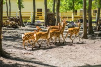 Колышлей льготные путевки в санаторий - Санаторий «Хопровские Зори»