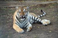 Белогорск 2020 - семейный отдых в гостевых домах - Гостиница «Сафари»