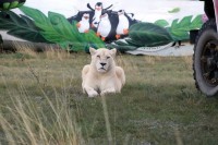 Белогорск 2020 - отдых в гостиницах - все включено - Гостиница «Сафари»