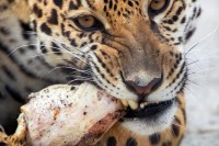 Белогорск 2020 - отдых - цены на гостиницы - Гостиница «Сафари»