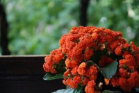 Сочи 2024  - Отель «Роз Мари»