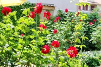 База Прибой Саки цены Саки цены базы отдыха Прибой