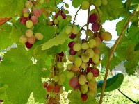 Евпатория 2020 -  - Частная усадьба «У Машеньки»