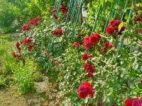 Евпатория 2020 -  - Частная усадьба «У Машеньки»