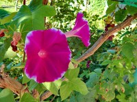 Евпатория 2020 -  - Частная усадьба «У Машеньки»