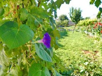 Евпатория 2020 -  - Частная усадьба «У Машеньки»