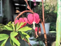 Туапсе 2024 Дедеркой частный сектор 2017 цены - Лучшие отели 2017