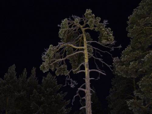 На фоне ночного неба