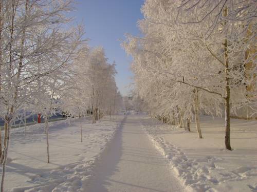 Зимняя аллея