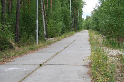 Дорога в лесу