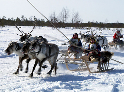 Kogalym. Harnessed Reindeer