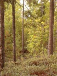 <b>СМОТРЕТЬ ФОТО