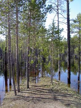 Заводь в лесу