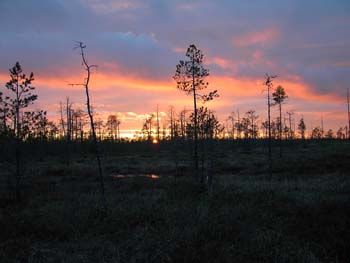 Болото ночью