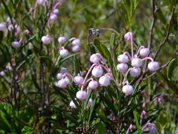 Болотная растительность