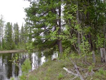 На берегу реки