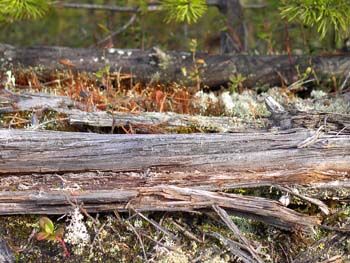 Заваленное дерево