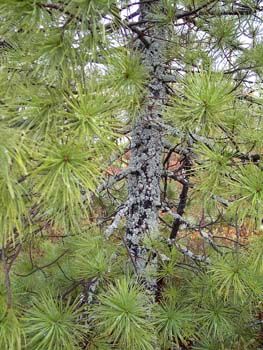 Кедровая сосна