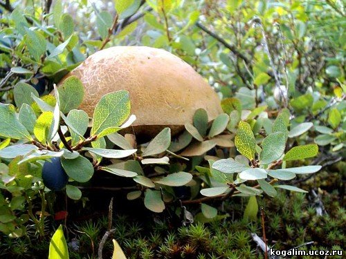 Грибы и ягоды