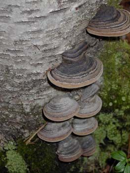 Древесный гриб